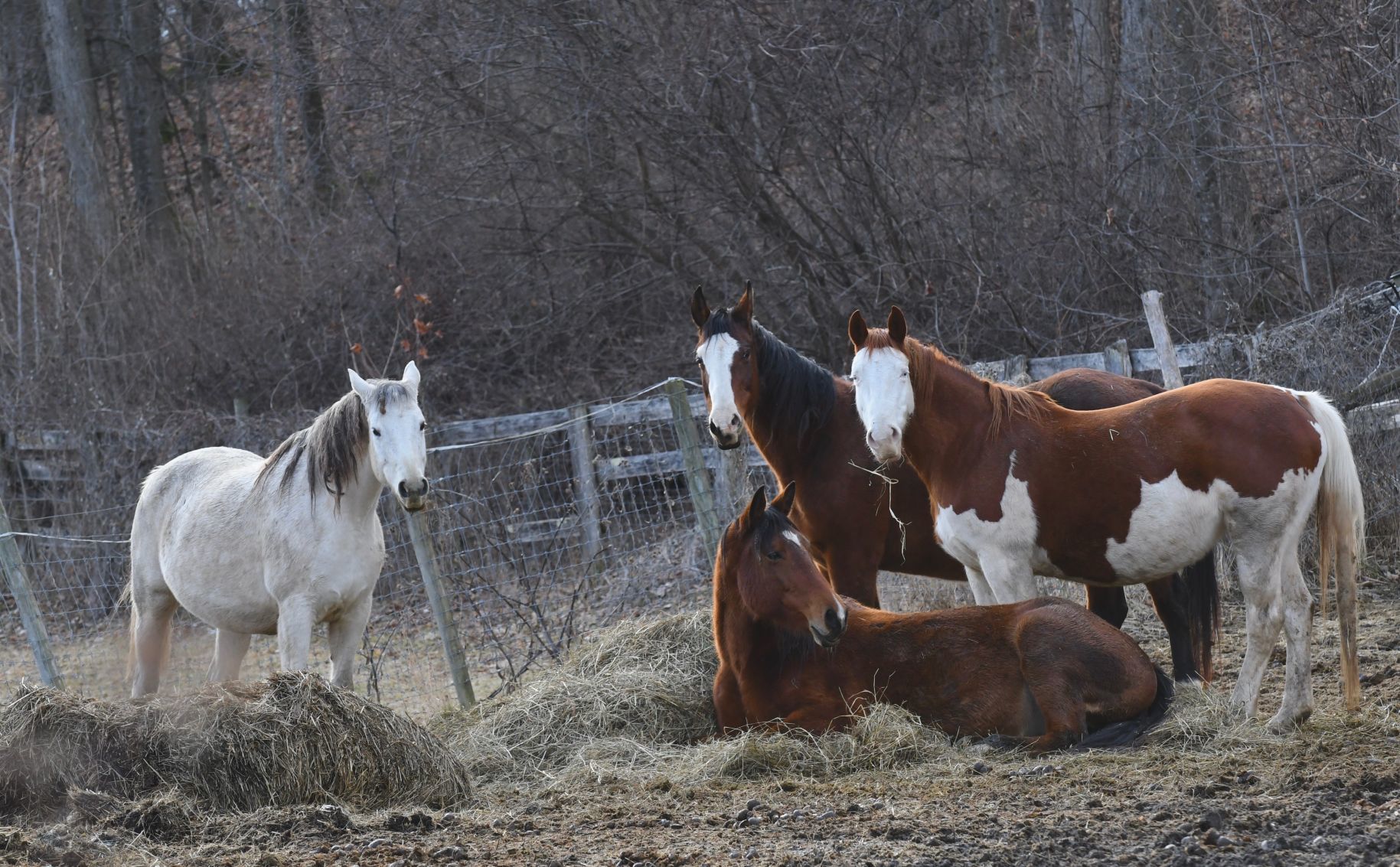 Snacktime at the farm